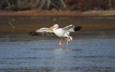 Nature You’ll Find on Lake Lewisville: Birds, Fish, and Local Wildlife to Watch For
